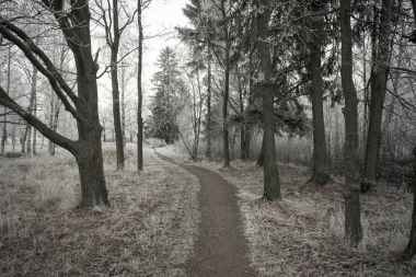 Kış ve kar Rusya'da