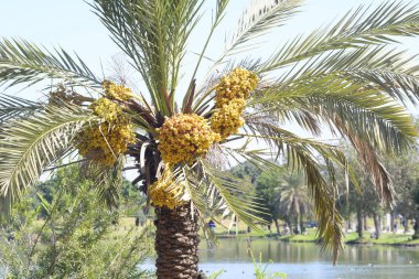 Hurma ağacı