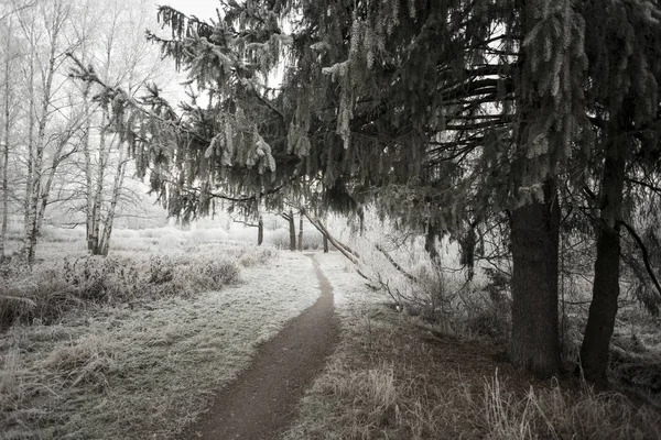 Mráz a sníh v Rusku — Stock fotografie