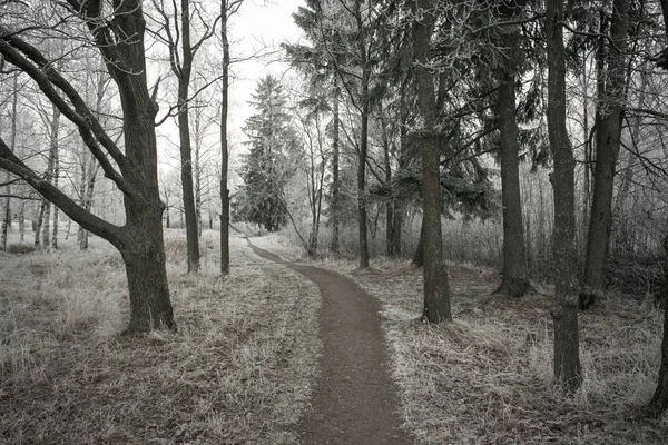 Kış ve kar Rusya'da