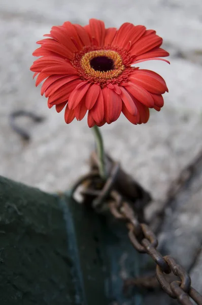 Kırmızı papatya teknenin yetişir