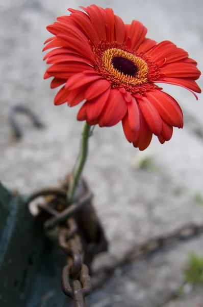 Kırmızı papatya teknenin yetişir