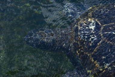 Eilat içinde turtle
