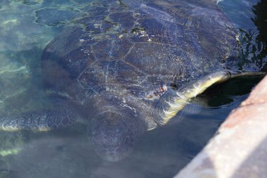 kanat kaplumbağa İsrail eilat'ın Hayvanat Bahçesi