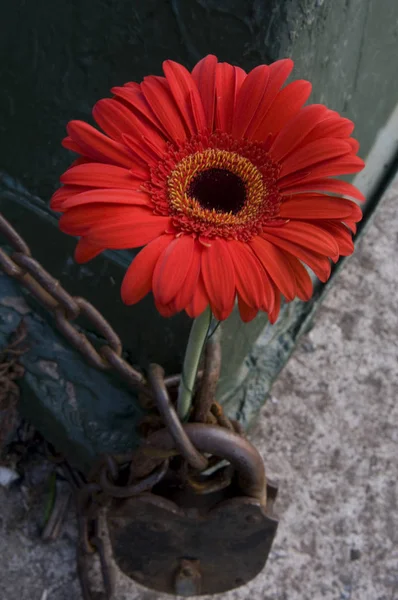 Kırmızı papatya teknenin yetişir