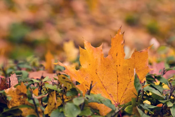 Pushkin, Rusya Ekaterininskiy park