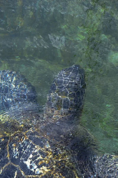 Eilat içinde turtle