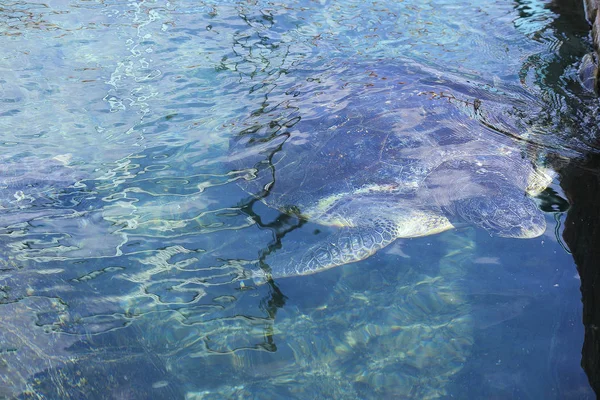 Tartaruga de asa em eilat em israel — Fotografia de Stock