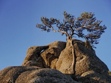 Dağ çam ağacı Seoraksan en yüksek dağlarda