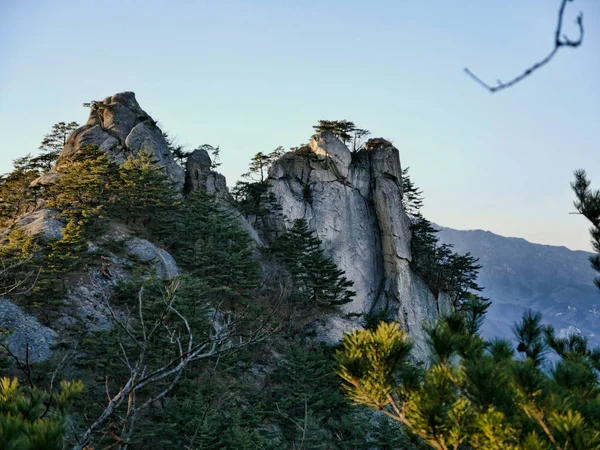 在韩国山区的大岩石和有针叶树的森林 Seoraksan 国家公园 — 图库照片