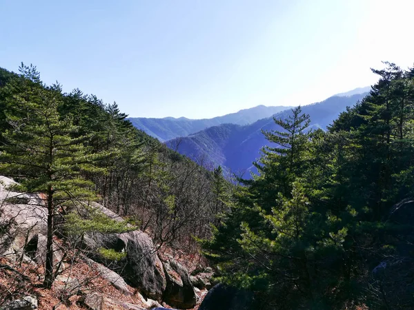 Bosque Montañoso Parque Nacional Seoraksan Corea Del Sur —  Fotos de Stock