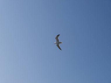 Martı bankamatik üzerinde uçuş ve mavi gökyüzünde