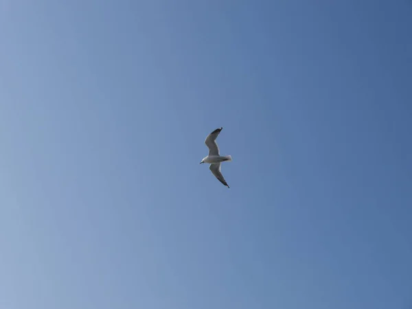 Чайка Полете Голубое Небо Пекарне — стоковое фото