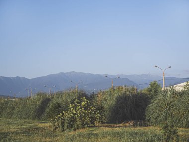 Adler şehrinin parkında çam ağacı