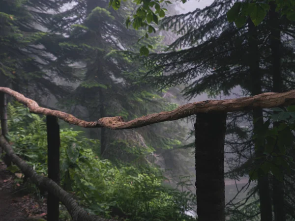 Ringhiera di legno nella foresta delle montagne del Caucaso — Foto Stock