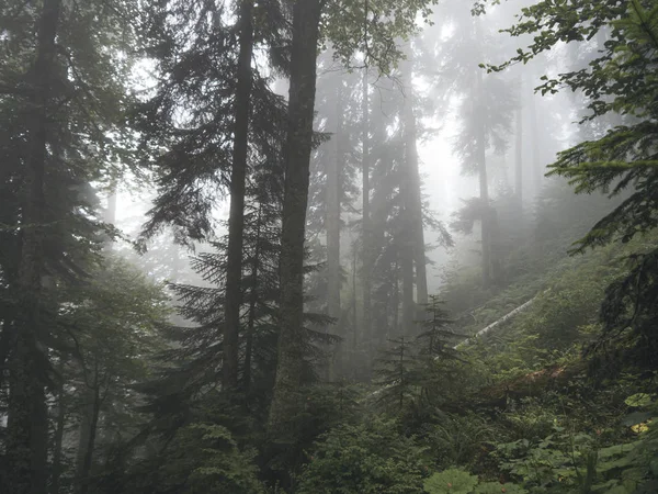 Bella foresta di montagne del Caucaso nella nebbia. Russia — Foto Stock