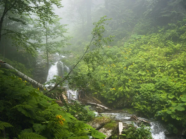 Insenatura in una foresta di montagna. Montagne del Caucaso — Foto Stock