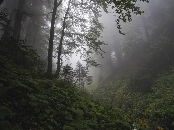 Bella foresta di montagne del Caucaso nella nebbia. Russia — Foto Stock