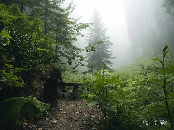 Panca in legno nella bellissima foresta delle montagne del Caucaso in fo — Foto Stock