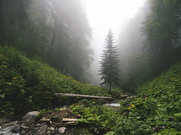 Bella foresta di montagne del Caucaso nella nebbia. Russia — Foto Stock