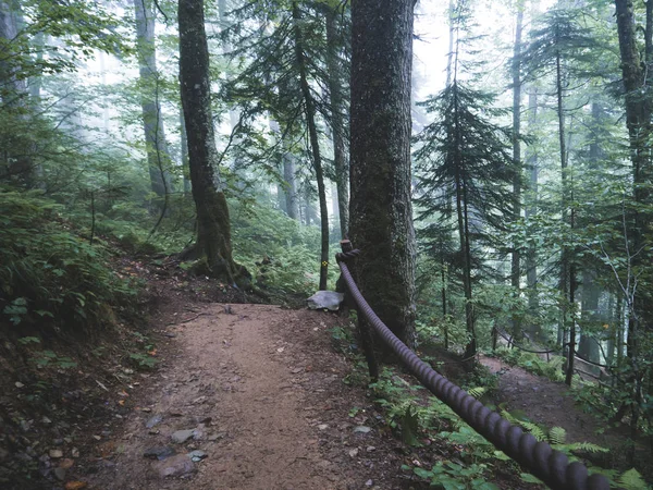 Sentiero forestale nelle montagne del Caucaso — Foto Stock