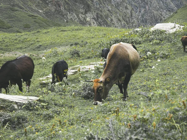Cows in the meadow of Caucasus mountains. Roza Khutor, Russia — 스톡 사진