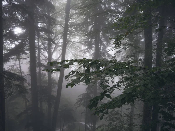 Beautiful forest of Caucasus mountains in fog. Russia ストック画像