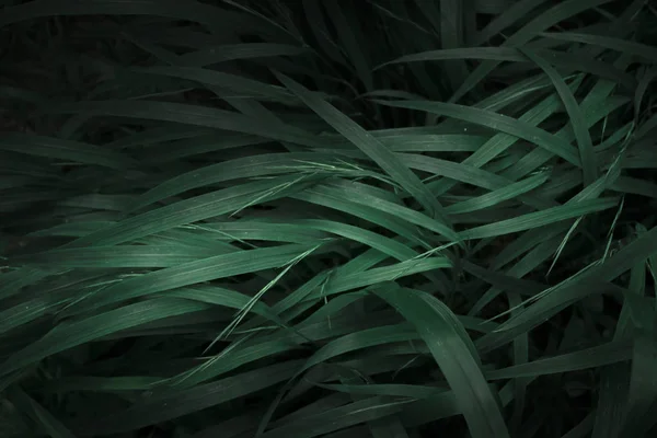 Rüzgar altında çimen