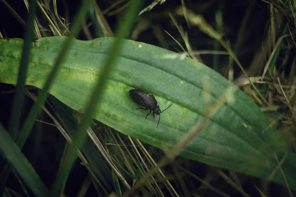 Lviv'ın Belediye Binası ve bayrak