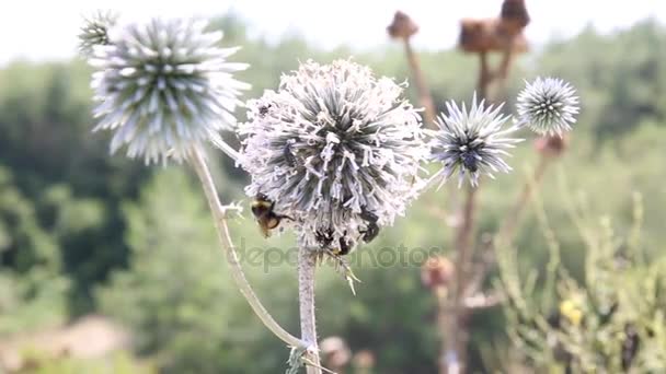 Grande Calabrone Insetti Sopra Fiore Spinoso — Video Stock