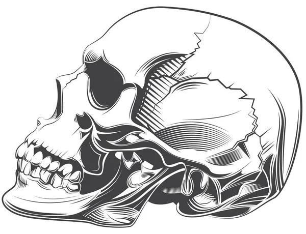 Totenkopf Schwarz Weiße Zeichnung — Stockvektor