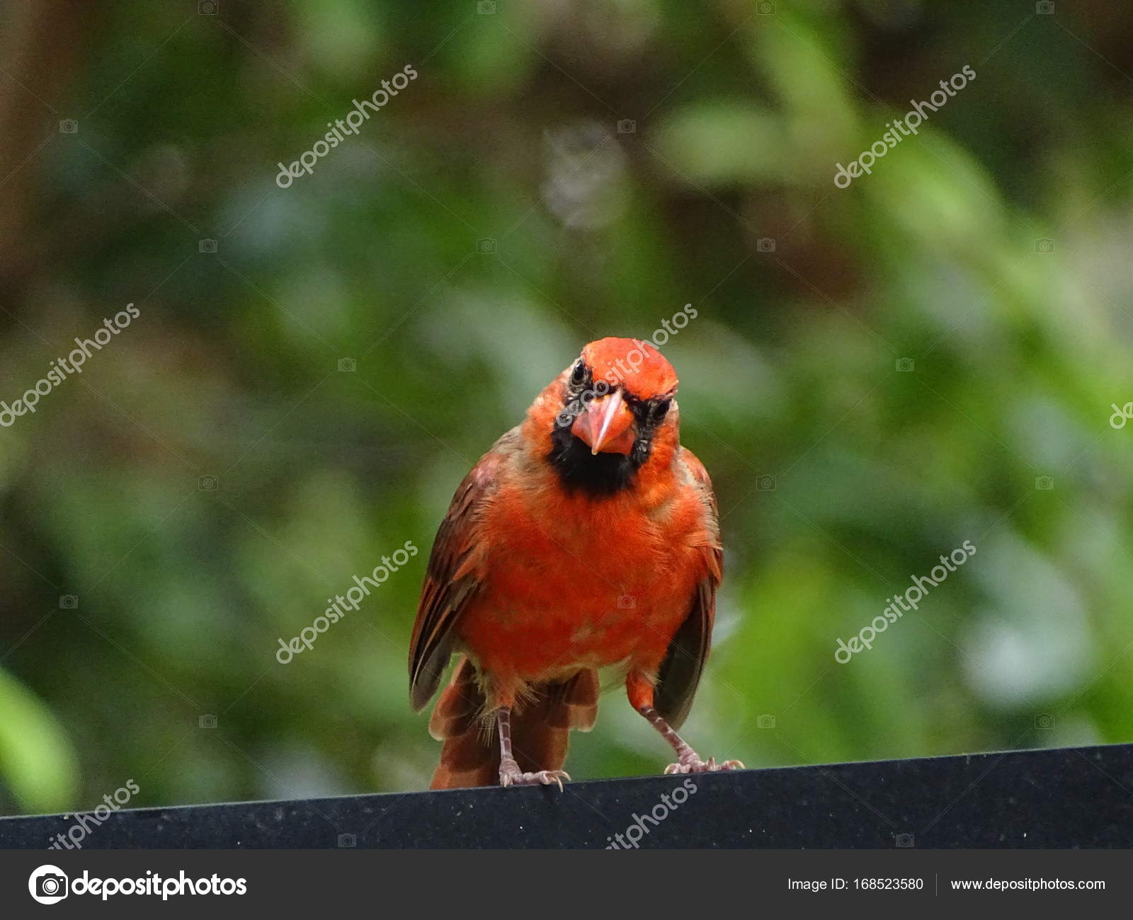 Oiseau Cardinal Mâle Rouge Photographie Barbelkingmail
