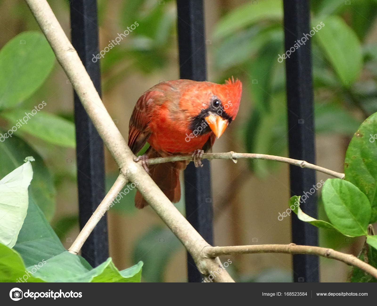 Oiseau Cardinal Mâle Rouge Photographie Barbelkingmail