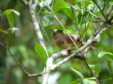 Erkek Kardinal Kuşu