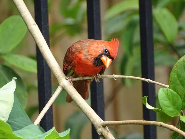 Red Male Cardinal Bird — Stock Photo, Image