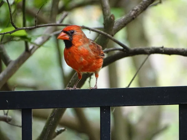 Pájaro cardenal macho rojo — Foto de Stock