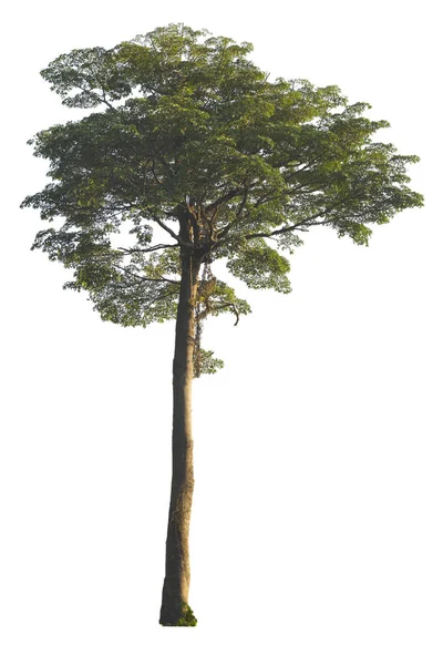 Big tree isolated on white background. — Stock Photo, Image
