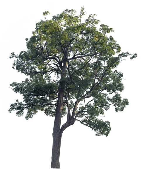 Velký strom izolovaný na bílém pozadí. Alstonia scholaris strom izolované na bílém pozadí. — Stock fotografie