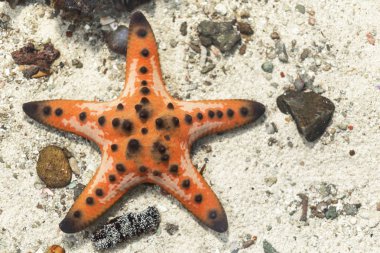 Kum ve küçük kaya arkaplanlı deniz yıldızı. metin veya tasarım için kopyalama alanı ile.