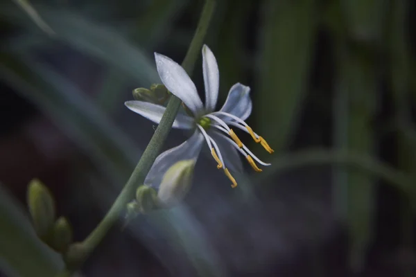 Pequea flor blanca — стоковое фото
