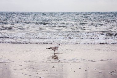 Amerika, New York Eyaleti, Atlantik Okyanusu dalgaları ve sonbaharda, Brighton Beach bir fırtına dalgaları arka plan üzerinde martı