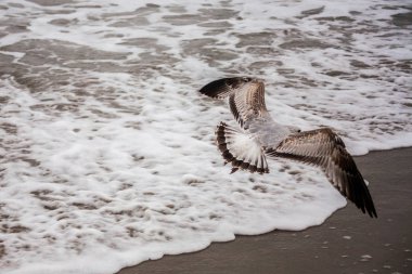 Amerika, New York Eyaleti, Atlantik Okyanusu dalgaları ve sonbaharda, Brighton Beach bir fırtına dalgaları arka plan üzerinde martı