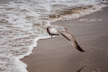 Amerika, New York Eyaleti, Atlantik Okyanusu dalgaları ve sonbaharda, Brighton Beach bir fırtına dalgaları arka plan üzerinde martı