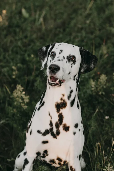 Dálmata Muito Surpreendente Olha Para Seu Mestre — Fotografia de Stock