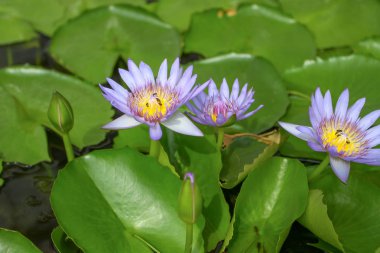 Bangkok Tayland Kraliyet Sarayı çiçek açan Lotus çiçekleri