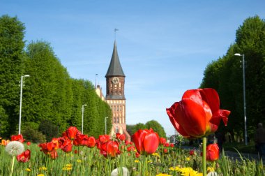 Kaliningrad katedralde görünümünü