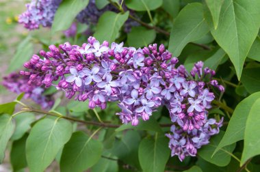 Staraya Ladoga kale, çiçek açan Leylaklar