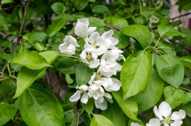 Çiçek açan elma ağacı (lat. Malus), Reutov, Moskova bölgesi, Rusya Federasyonu, 16 Mayıs 2020