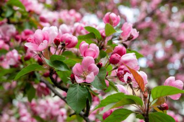 Çiçek açan elma ağacı (lat. Malus), Reutov, Moskova bölgesi, Rusya Federasyonu, 16 Mayıs 2020