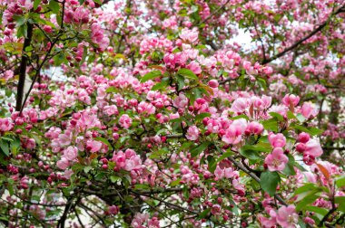 Çiçek açan elma ağacı (lat. Malus), Reutov, Moskova bölgesi, Rusya Federasyonu, 16 Mayıs 2020